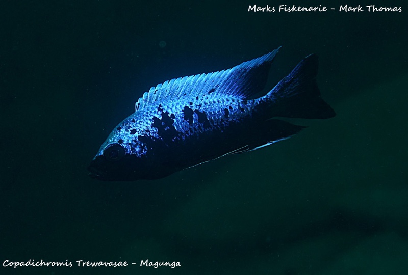 Copadichromis trewavasae 'Magunga'